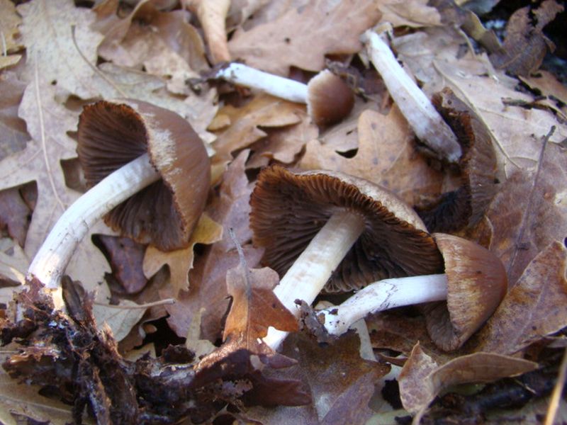 fungo da identificare 2